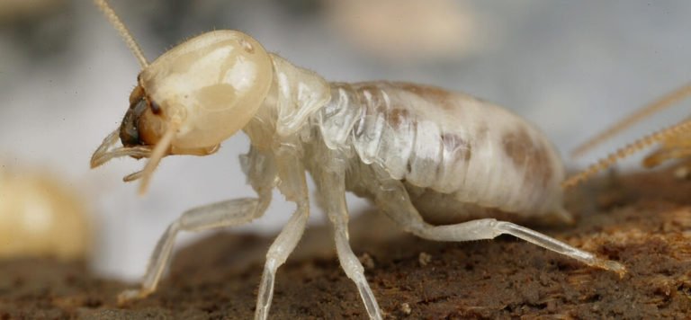 O'Connor Pest Control - Watsonville