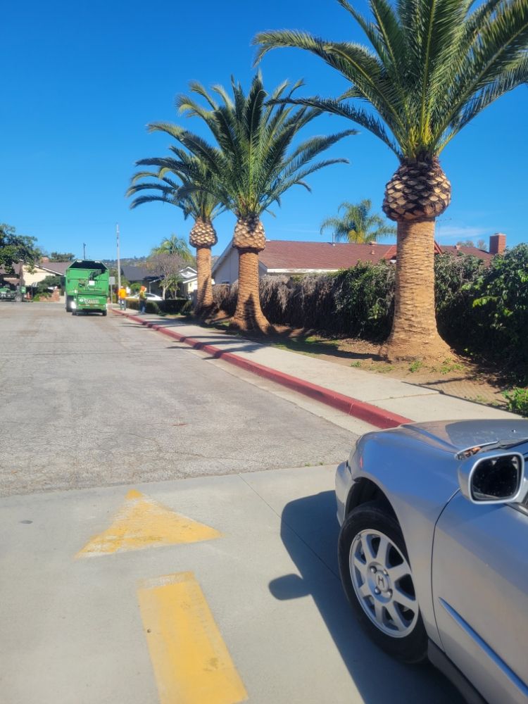 Eduardo Tree Service