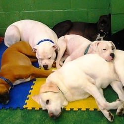 dog day care pittsburgh pa dog day care pittsburgh pa