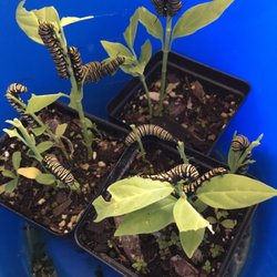Best Value Plant Nursery Nurseries Gardening 2807 N Armenia Photo Of Best Value Plant Nursery Tampa Fl United States Yum
