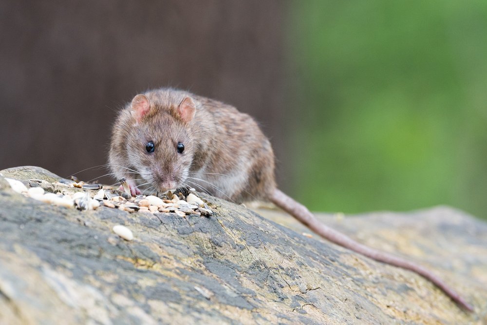 Nottingham Pest Control
