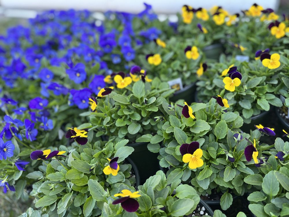 The Grounds Guys of West End