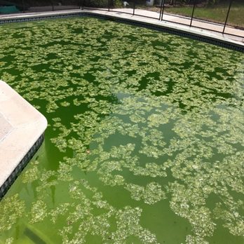 No Green Pools Company 12 Photos Swimming Duarte Ca Photo Of No Green Pools Company Duarte Ca United States We