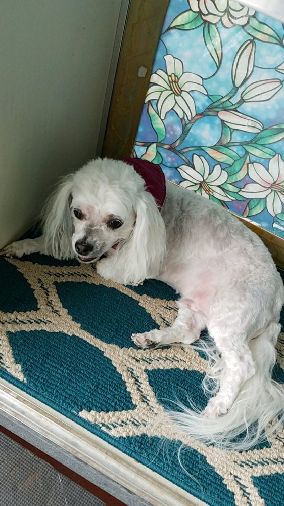 Dog Grooming by Margarete Pet Groomers 2371B W Hwy 98, Mary Esther