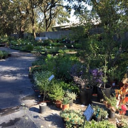 California Flora Nursery 10 Reviews Nurseries Gardening 2990 Photo Of California Flora Nursery Fulton Ca United States