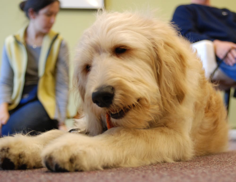 Fido Dog Training Ferndale Mi Fido Dog Training Ferndale Mi