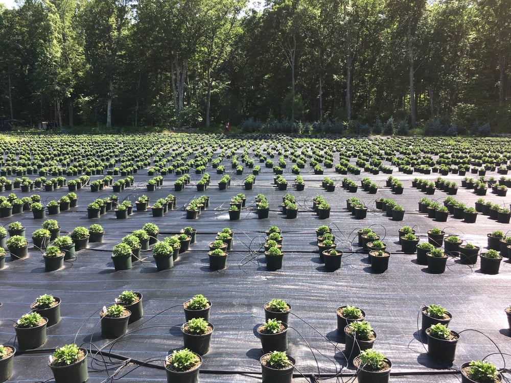 Shady Hill Greenhouse Nursery Gift Card Londonderry Nh Giftly - Garden Centers In Londonderry Nh