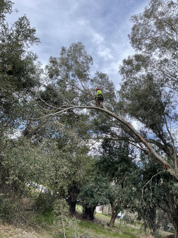 Clean & Green tree service & landscaping 