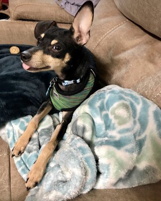 Emerald City Pet Rescue