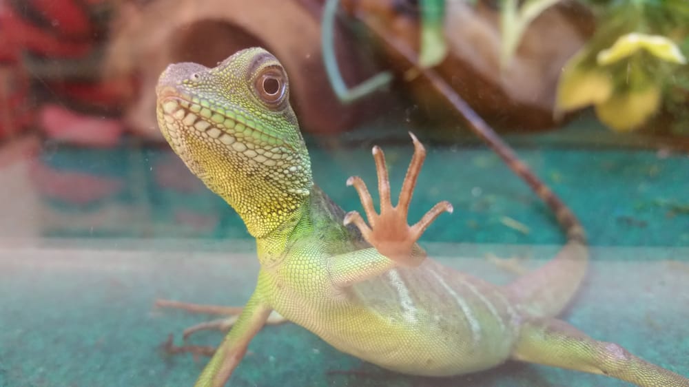 PetSmart 59 Photos & 120 Reviews Pet Training 17940 Newhope St