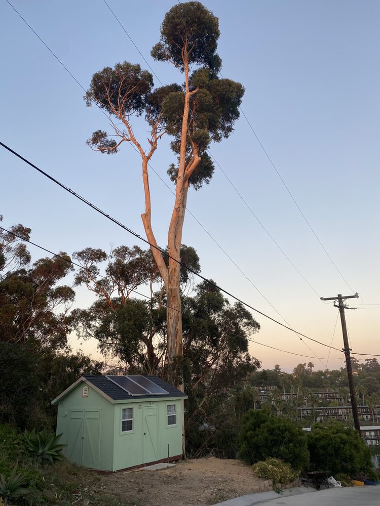 Miguel Rodarte’s Tree Service