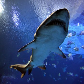 shark reef aquarium 2740