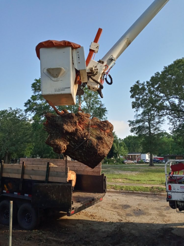 Discount Tree Services