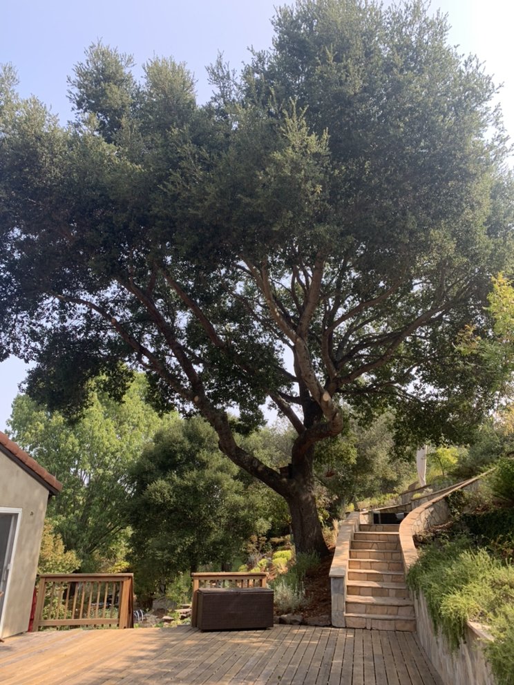 Mendoza's Professional Tree Service