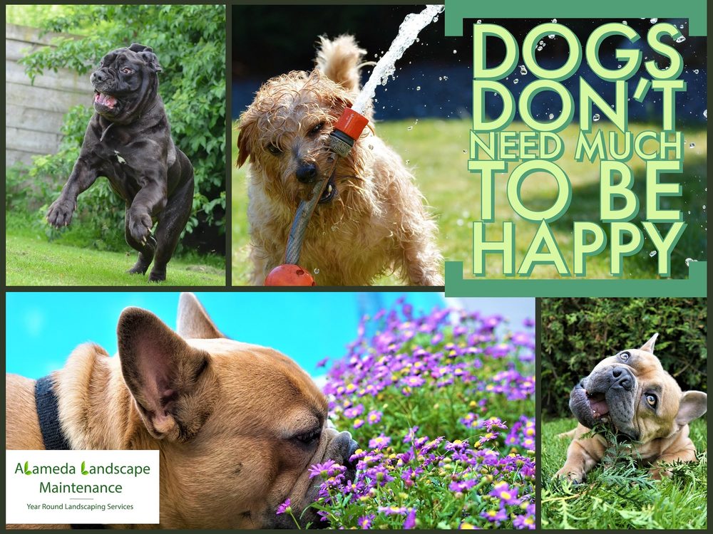 Alameda Landscape Maintenance