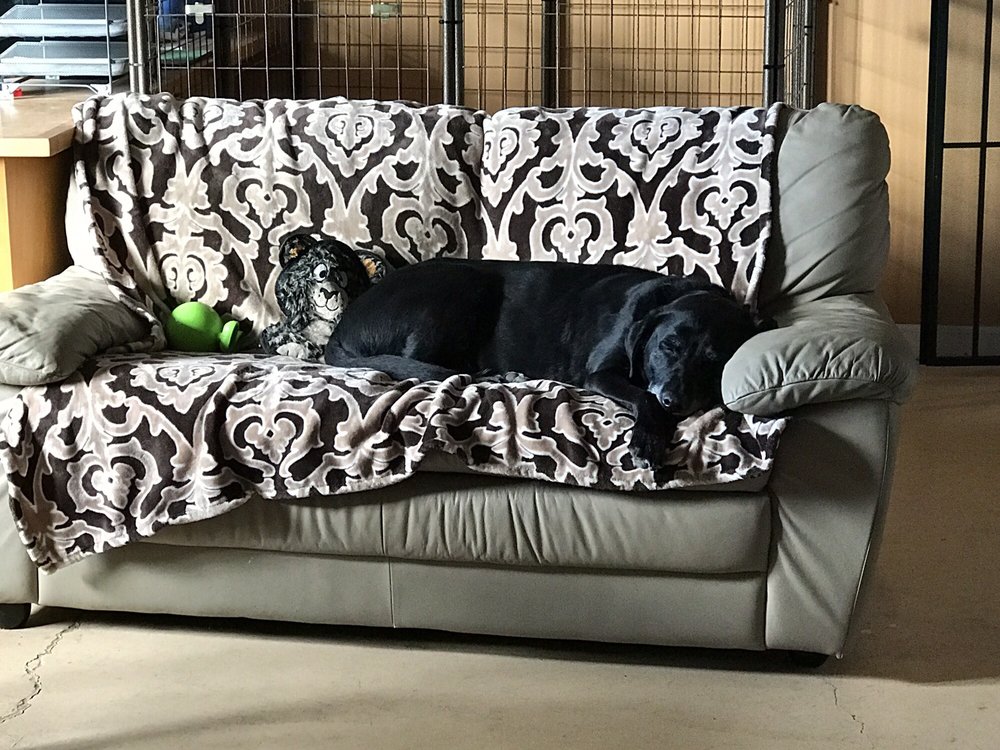 ruff house dog boarding