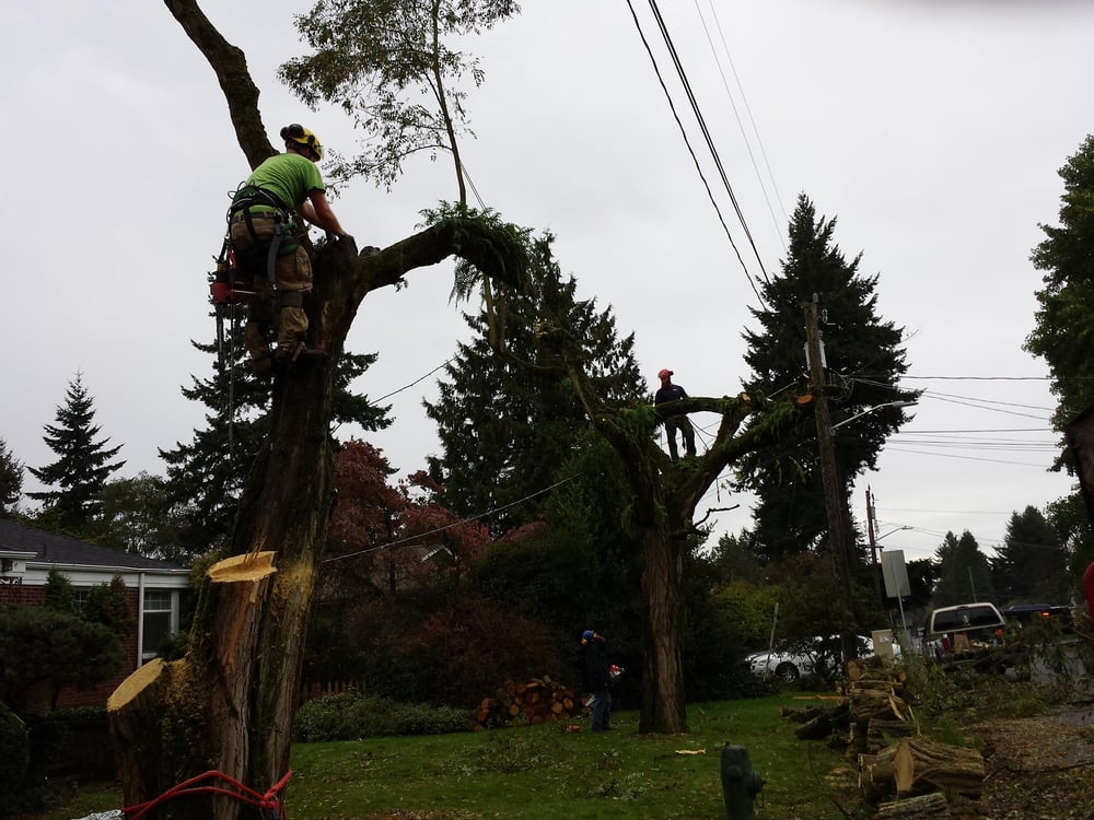 Crown Tree Solutions