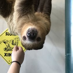 dog grooming flower mound dog grooming flower mound