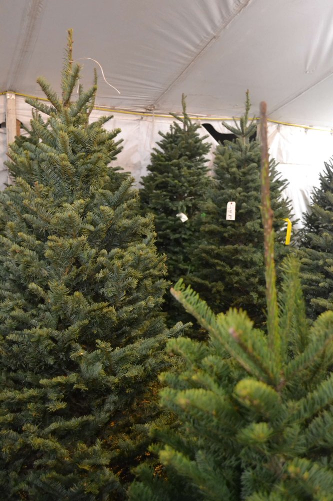 valley view christmas tree farms 13 photos christmas valley view christmas tree farms 13 photos christmas