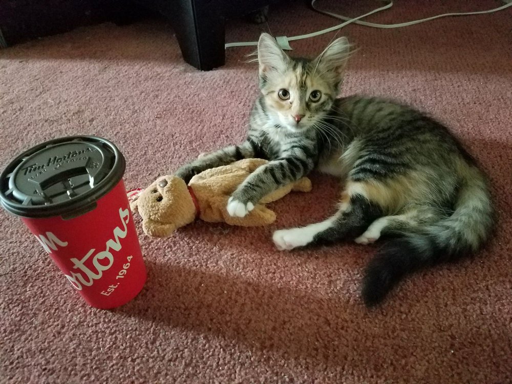 Tim Hortons