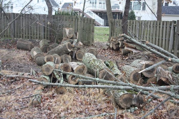 Warwick Tree Service