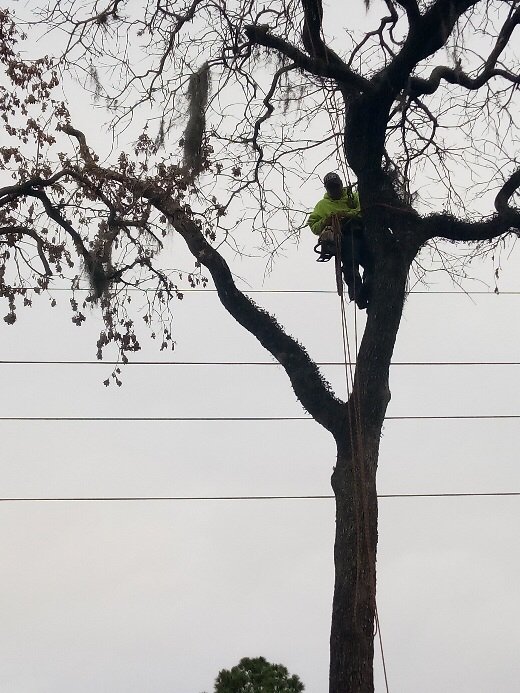 Our Professional Tree Climber Bracing Limbs To Cut Yelp Our Professional Tree Climber Bracing Limbs To Cut Yelp
