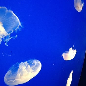 jellies experience at the