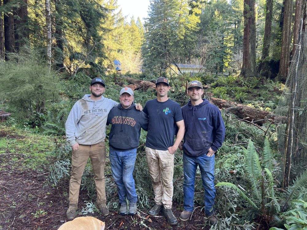 Dan Collings Tree Service