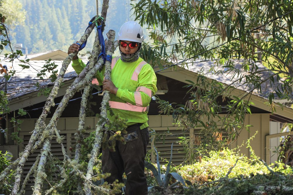 Sierra Tree Company