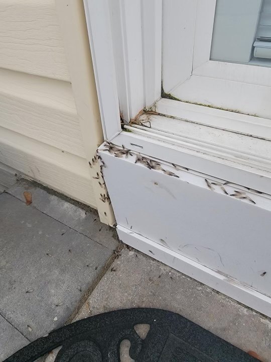 ALM Exterminating
