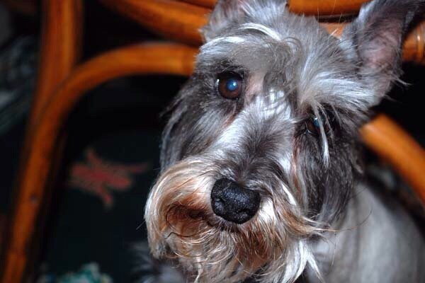 pet heaven funeral home