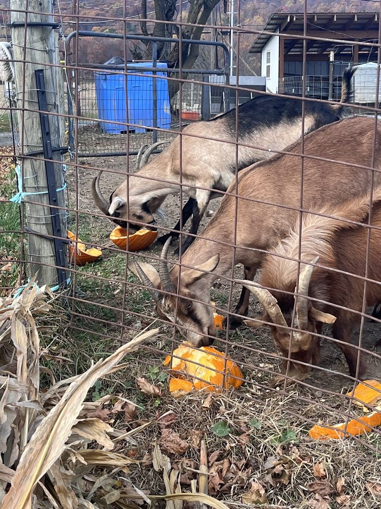 Double Vision Acres