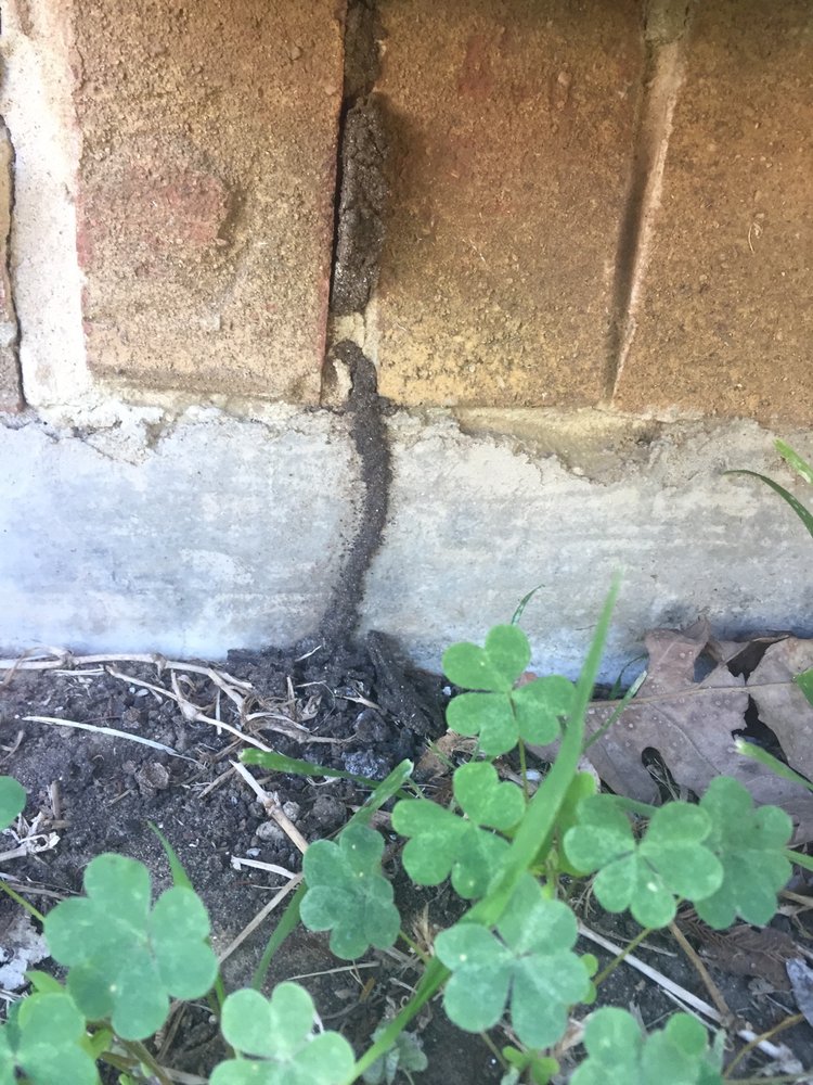 Ellis County Pest Services