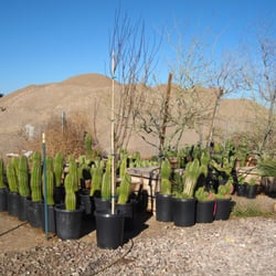 Desert Gardens Nursery Closed 25 Photos Nurseries Gardening Photo Of Desert Gardens Nursery Glendale Az United States