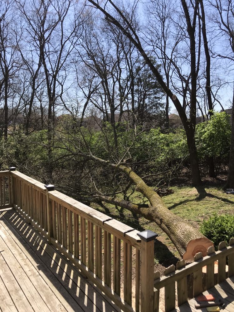 Langford Tree Care