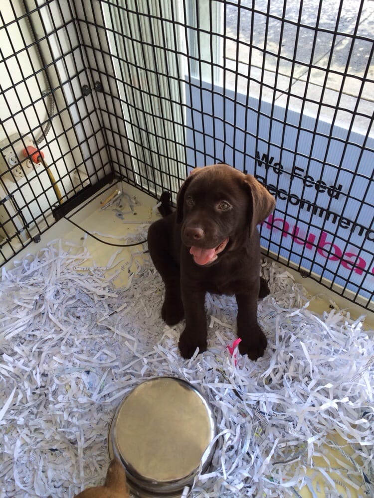 Just Puppies 28 Photos & 31 Reviews Pet Stores 1922 E Colonial Dr