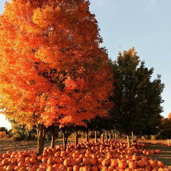 Photo Of Gene The Pumpkin Man Photo Of Gene The Pumpkin Man