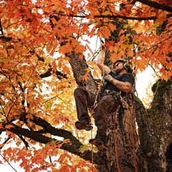 Urban Timber Tree Service 25 Photos 24 Reviews Services Photo Of Urban Timber Tree Service Portland Or United States