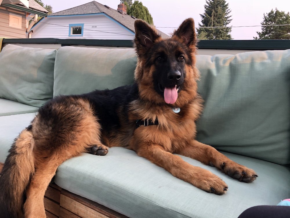The Clubhouse for Dogs