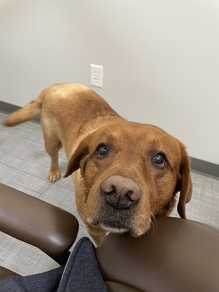 image of business The Denver Dentists and Implant Center