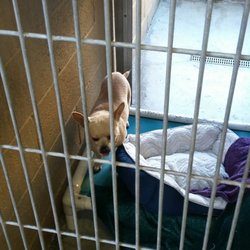 Humane Society Newland Huntington Beach Humane Society Newland Huntington Beach