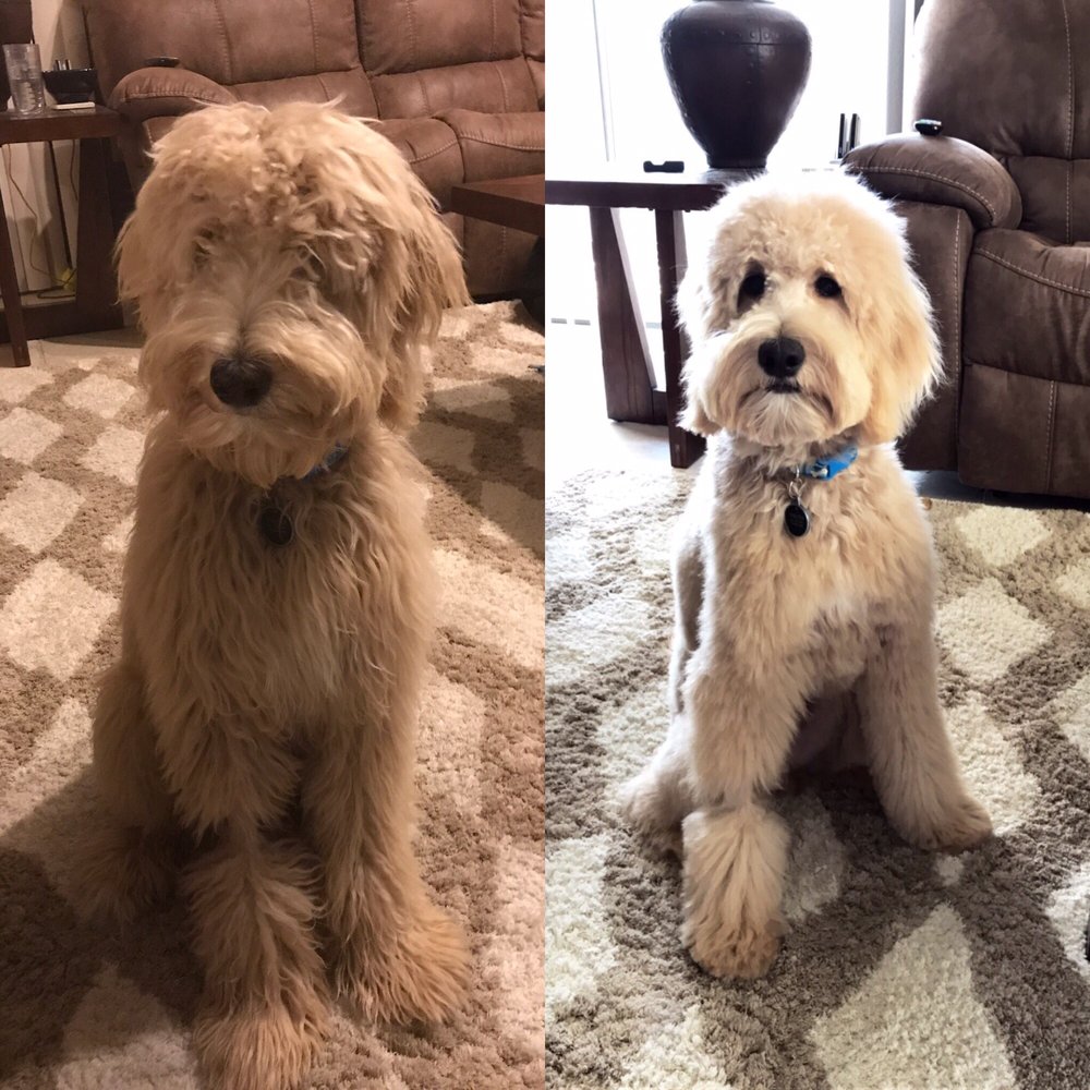 Dee’s Grooming Gallery - 30 Photos & 34 Reviews - Pet Groomers - 290 Hilderbrand Dr NE, Atlanta Dee’s Grooming Gallery - 30 Photos & 34 Reviews - Pet Groomers - 290 Hilderbrand Dr NE, Atlanta