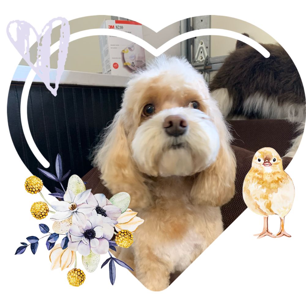 Kelly's Upscale Puppy