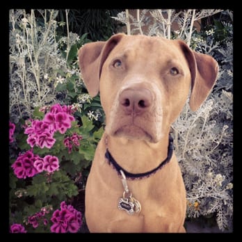 Dog Training Classes Norco Ca Dog Training Classes Norco Ca