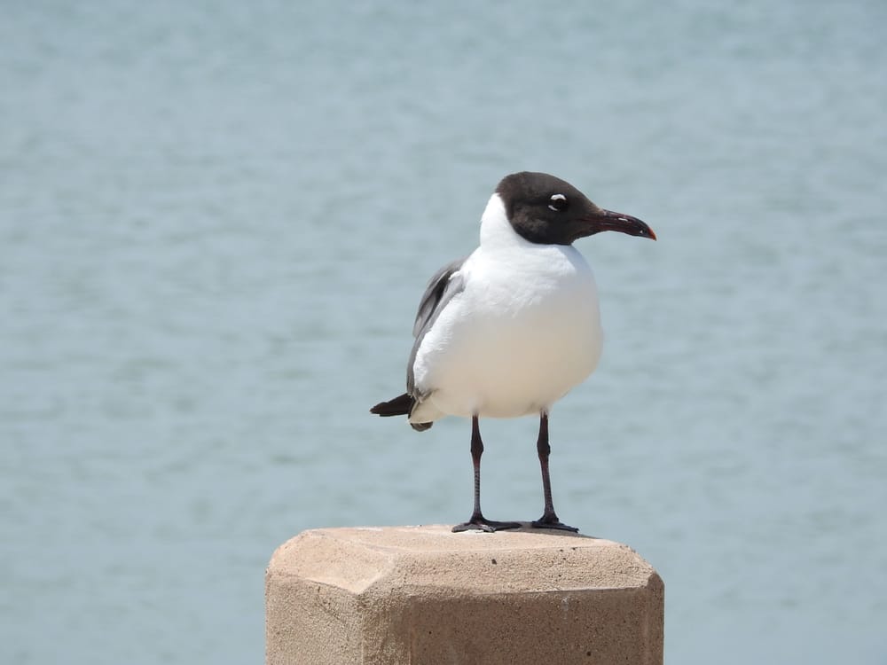 City of Port Aransas