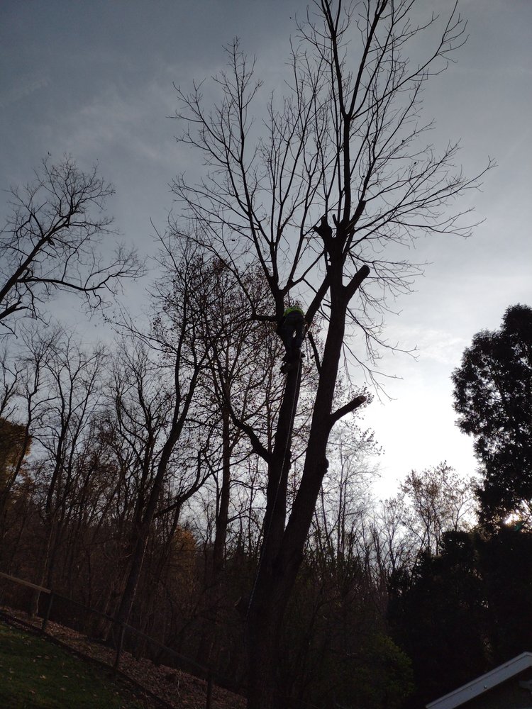 C & C Trees and Things
