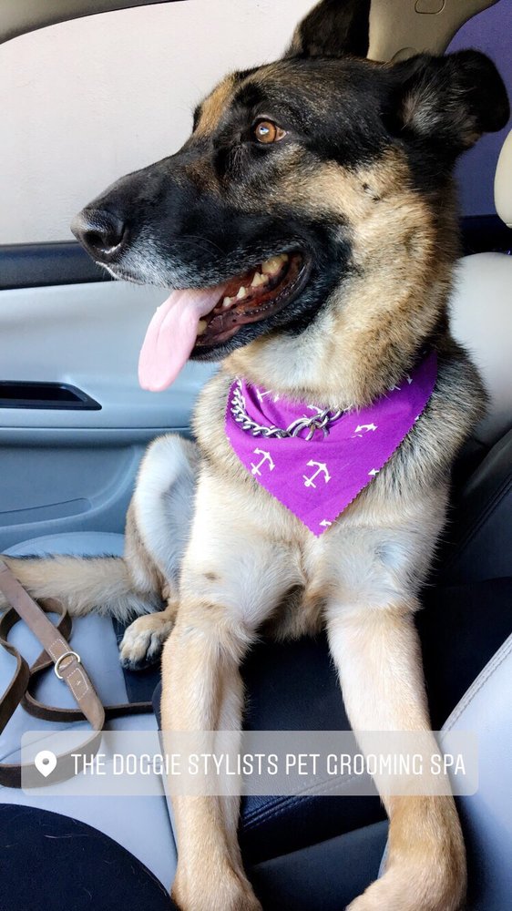 The Doggie Stylists 52 Photos & 69 Reviews Pet Groomers 5616