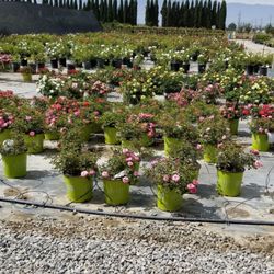 Sunshine Growers Nursery 84 Photos 73 Reviews Nurseries Photo Of Sunshine Growers Nursery Ontario Ca United States Variety