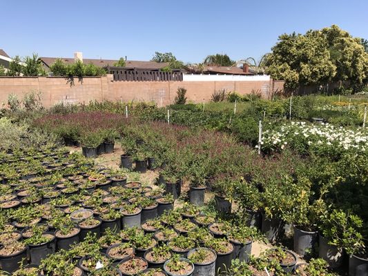 Macias Nursery 15594 Bledsoe St Sylmar Ca Nurseries Mapquest