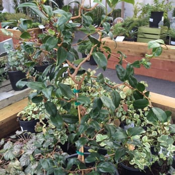 Orchard Nursery Florist 78 Photos 74 Reviews Nurseries Orchard Nursery Florist 78 Photos 74 Reviews Nurseries Gardening 4010 Mt Diablo Blvd Lafayette Ca Phone Number Yelp
